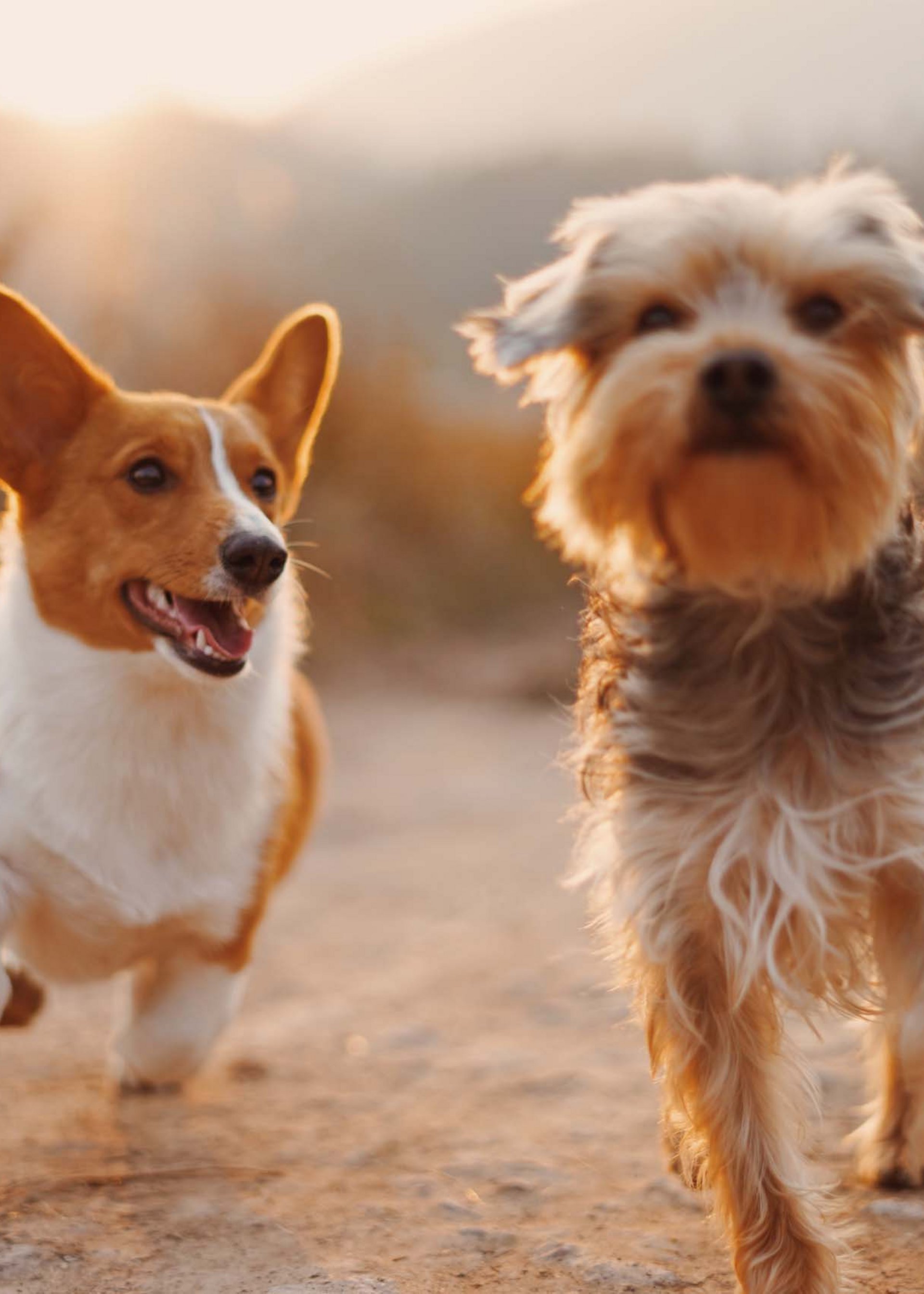 Fitnessurlaub mit Hund in Deutschland Fitnessurlaub mit Hund in Deutschland