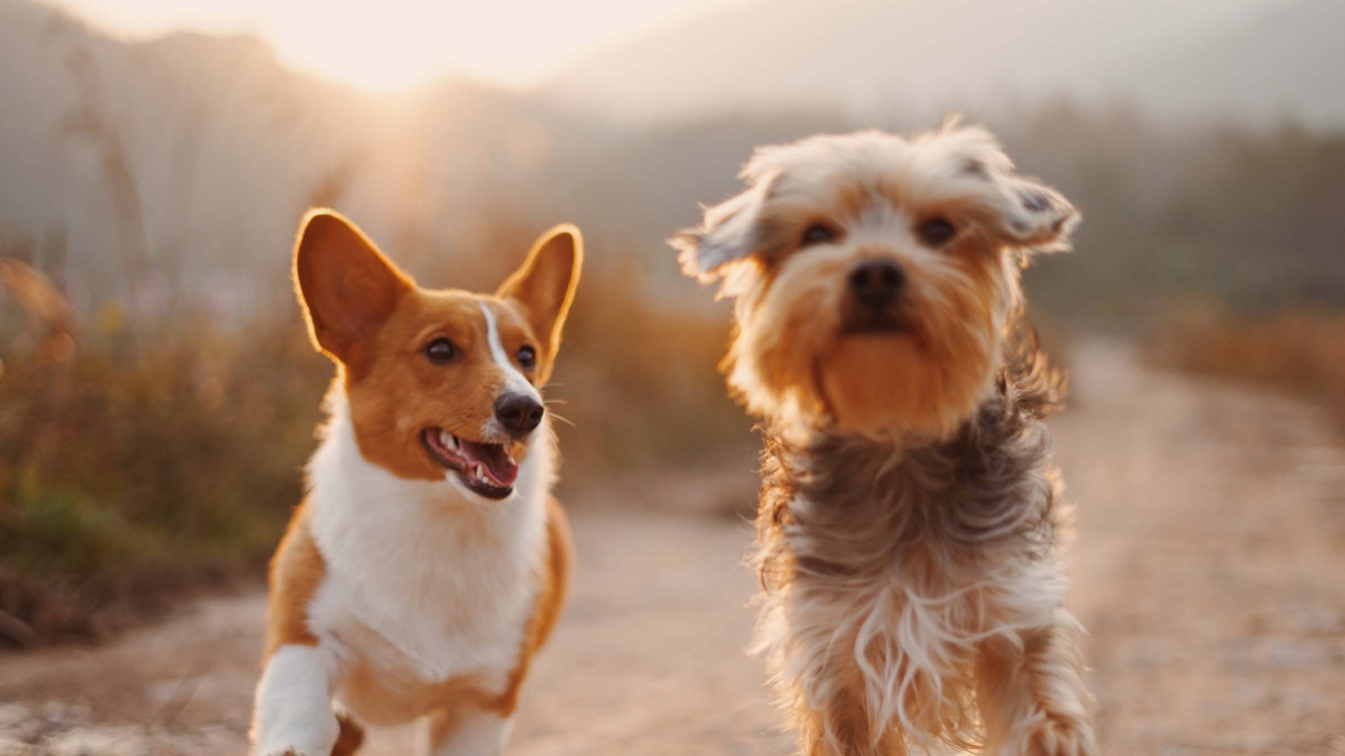 Fitnessurlaub mit Hund in Deutschland Fitnessurlaub mit Hund in Deutschland